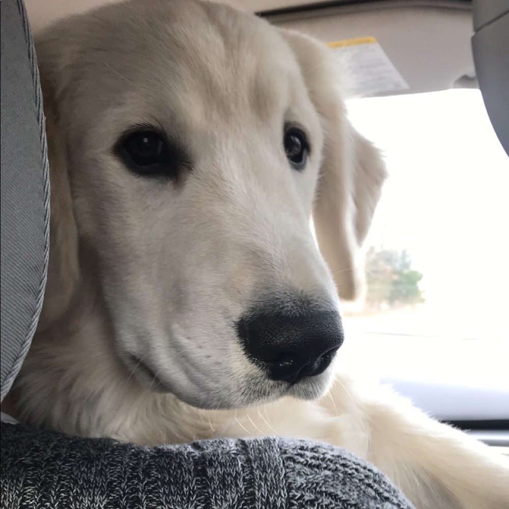 Meet your Posher, Maddison